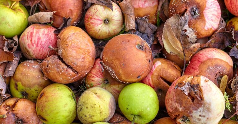 #59 – Bad Fruit