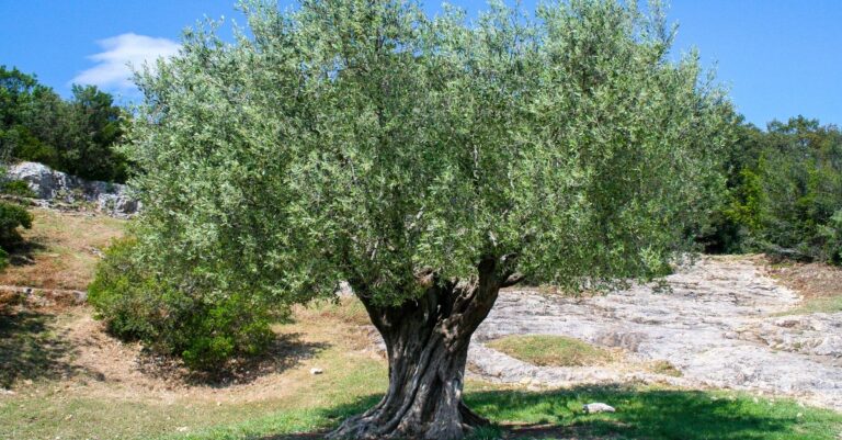 #104 – The Olive Tree